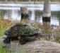 Broad-shelled Turtle 